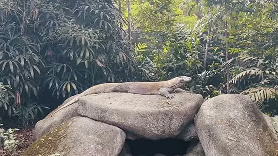 Tiger perched on a large log in a forested zoo enclosure