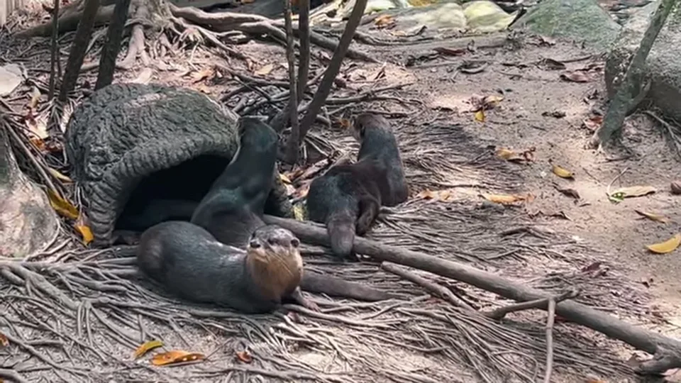 Komodo dragon stretched across a rock shelter in lush greenery